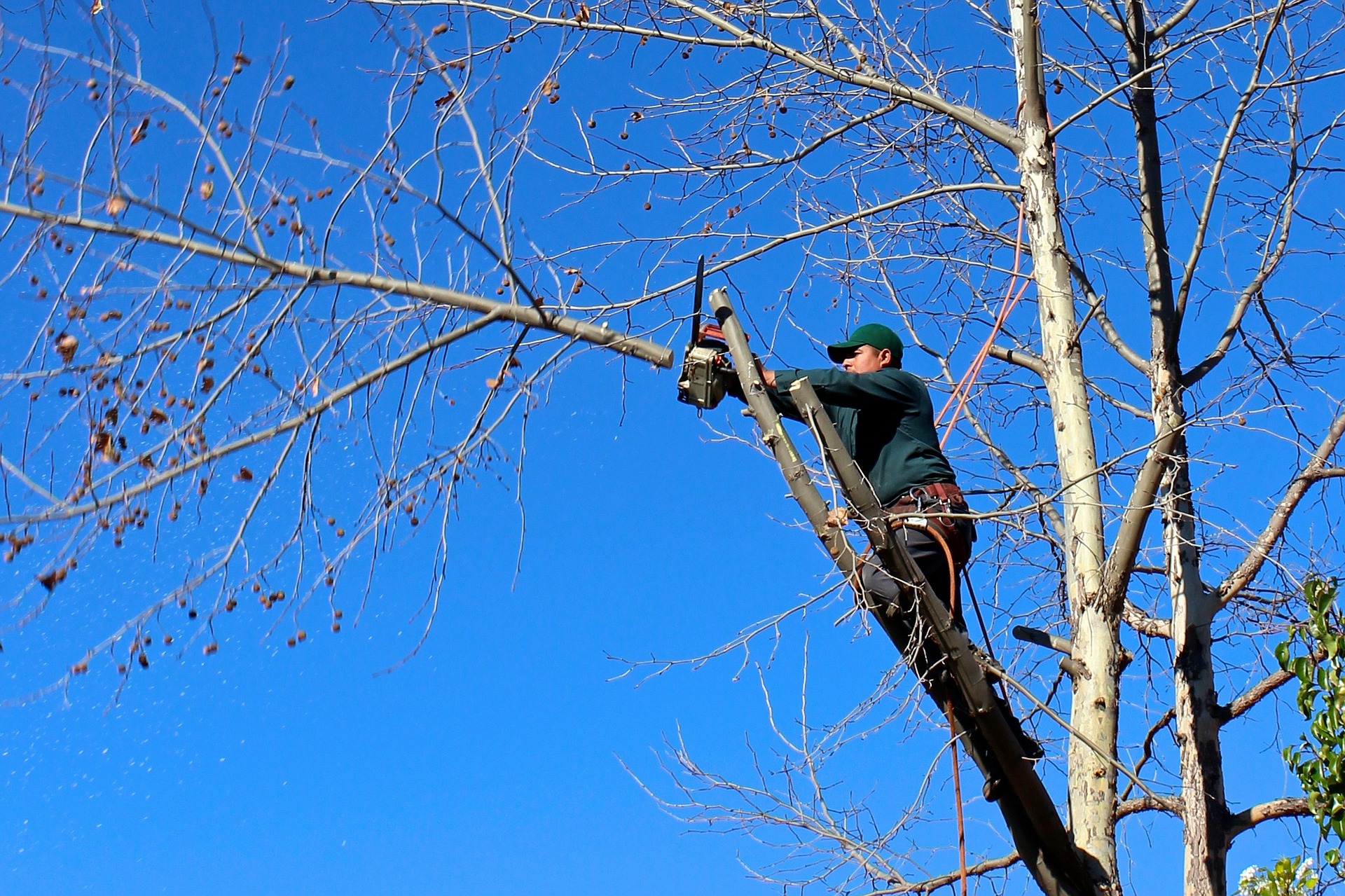 Elagueur qui coupe un arbre près des lignes électriques Jakarto