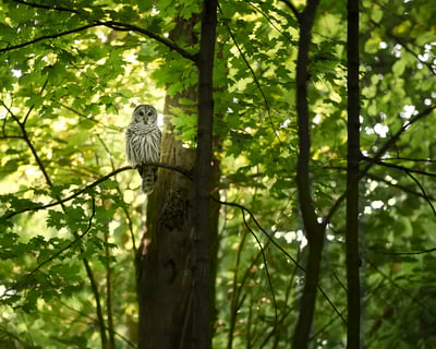 Lidar faune flore Jakarto